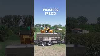 Vendemmia 2024 prosecco [upl. by Okajima]