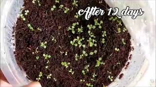 How To Germinate Petunia Seeds   Whimsy Crafter [upl. by Merralee]