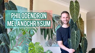 Philodendron melanochrysum  Plant Spotlight amp Care Tips [upl. by Anivlac613]