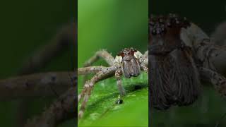 The Huntsman Spider  australia wildlife shorts [upl. by Ahsiatal]