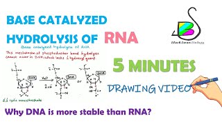 RNA Hydrolysis  RNA stability  Molecular Biology [upl. by Corene]