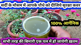 सर्दी के मौसम में आपके सभी प्लांट को दीजिए सुरक्षा कवचBest Organic Pesticides  Fungicide [upl. by Salome]