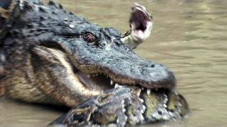 Python vs Alligator 12  Real Fight  Python attacks Alligator [upl. by Anil936]