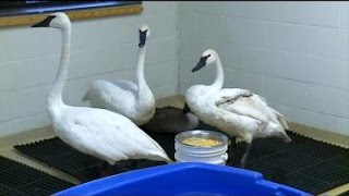 Why Are More Trumpeter Swans Getting Shot [upl. by Eliam]