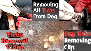 Dog Ticks Removal With Tick Removal Clip  How To Remove Dog Ticks  Tick Removal Video [upl. by Doniv200]