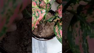 Aglaonema plant careindoor plant care aglaonema plant [upl. by Inavoj]