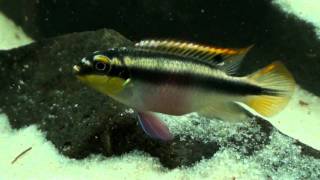 Pelvicachromis pulcher amp taeniatus HD movie 01  Rainbow amp Slender Krib [upl. by Kacerek368]