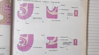 Hind gut development Embryology  Alimentary System Part 8 [upl. by Jo-Anne324]