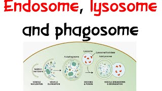 Endosome Lysozome and phagosome [upl. by Nywde]