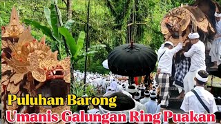 Umanis Galungan Ring Puakan [upl. by Sim]