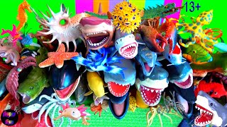 Sea Animals  Sharks Whales Fish Shellfish Cephalopods Crustaceans Turtles Rays 13 [upl. by Erastes]