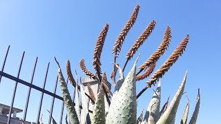 Aloe Ferox con fiore [upl. by Benedikt836]