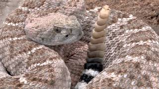 Western Diamondback Rattlesnake 2011 [upl. by Yenruogis921]