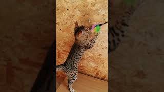 F5 SBT Savannah cat brothers and their daily playing 😻 beautiful and sweet cats😻😻😻 [upl. by Lahey386]