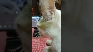 Cat Nodding Head To Music Original  funny viral meme of cat  বিড়ালের ভাইব  dancing cat meme song [upl. by Letsirk65]