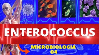 ENTEROCOCCUS  MICROBIOLOGIA BACTÉRIAS PATOGÊNICAS [upl. by Kirchner]