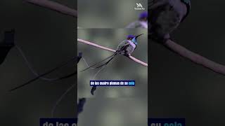 El COLIBRÍ MARAVILLOSO cola de espátula  aves colibrí mundoanimal youtubeshorts animales [upl. by Shayla]