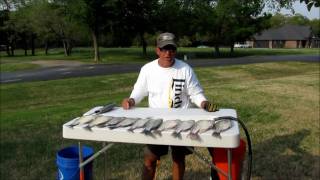 How to Clean Crappie [upl. by Schaffer]