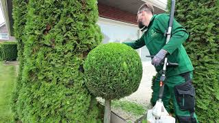 Kustorez How to make Topiary Ball [upl. by Elisabet]