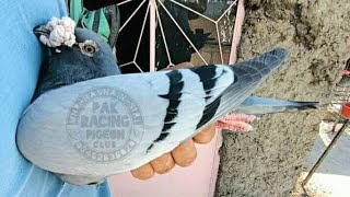 Old Racing Pigeon  Legend Pigeon Played Till 580km  Old Performer Breeder Racer Kabootar [upl. by Eimas]