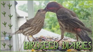 A Caring HouseFinch Couple 💕  Birdseed Diaries Wild Birds [upl. by Carri]