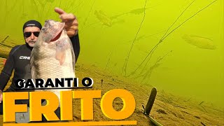 PESCA SUB  Garantindo o Frito  FAMA SUB pescasub fishing [upl. by Quent]