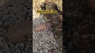 poor Hermit Crab just use a can for her shell philippines hermitcrabs hermit music beach [upl. by Erdua]