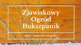 Trawy ozdobne Trzęślica modra Variegata Molinia caerulea Variegata  Uprawa i Pielęgnacja [upl. by Carrick743]