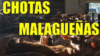 ✅CHOTAS MALAGUEÑAS  Comportamientos y actualidad [upl. by Melbourne]