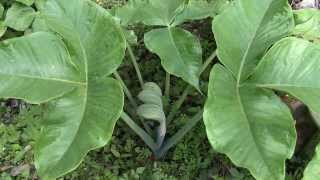 春海岸に近い湿った林の中で花を咲かせたムサシアブミ Arisaema ringens [upl. by Daffodil]