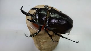 Giant and heaviest alive beetle in the world  Megasoma actaeon [upl. by Llehsar]