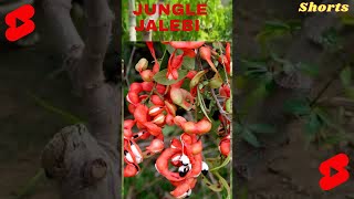 shorts Jungle Jalebi Bonsai Hardy Tree  Pithecellobium dulce Bonsai [upl. by Hewitt]