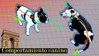 Etología canina  quotArco de acercamientoquot parte 1 [upl. by Lucas]