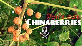 Trying Poisonous Chinaberries  Weird Fruit Explorer Ep 239 [upl. by Elgar672]