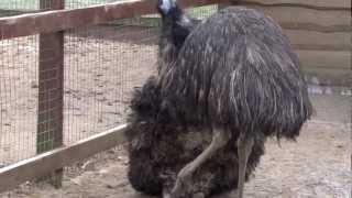 Emus mating [upl. by Tammy]