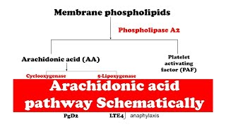 Arachidonic acid pathway [upl. by Drogin583]