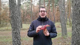 Una Russula torulosa ¡gigante es de las rúsulas más abundantes comparte hábitat con el niscalo [upl. by Iramat]