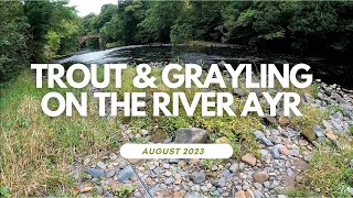 River Ayr  Trout and Grayling fishing MBAC beat [upl. by Demmahum]