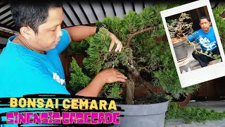 Cara Membentuk Bonsai Cemara Sinensis Gaya Air Terjun CemaraSinensis JuniperusChinensis [upl. by Agosto]