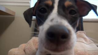 Jack Russell Terrier puppy barking [upl. by Bal]