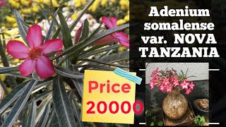 Adenium somalense var NOVA TANZANIA  Most expensive adenium 🙄 [upl. by Oriel]