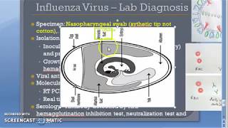 Microbiology 476 e Influenza virus H1N1 Lab Diagnosis RTPCR HAI FLU Heme Agglutination Inhibition [upl. by Adnorrehs]