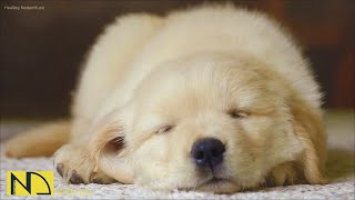 20 HOURS of Deep Sleep Dog Calming Music🐶🎵Anti Separation Anxiety Relief Music🎵Dog Music💖 NadanMusic [upl. by Aihseket]