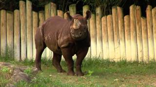 New Black Rhino  Cincinnati Zoo [upl. by Belayneh]