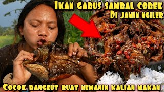 IKAN GABUS COBEK HASIL TANGKAPAN ALAM [upl. by Olnee]