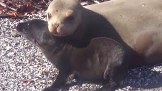 Cute Baby Sea Lion talking to Mom [upl. by Lillis108]