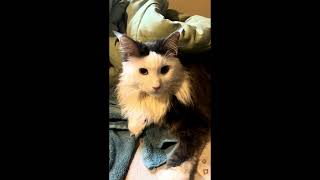 Purebred Vs Non Purebred Cat  Pros And Cons shortsvideo subscribe funny sub animal cutepet [upl. by Tristas]