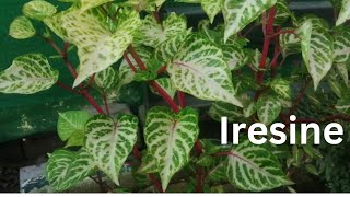 Iresine Herbstii PlantBlood Leaf PlantAmaranth Plant Grow amp care Beautiful Summer Plant [upl. by Aholah883]