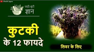 कुटकी के फायदे  PICRORHIZA KURROA BENEFITS FOR LIVER CIRRHOSIS HEPATITIS C TREATMENT IN HINDI [upl. by Curt235]