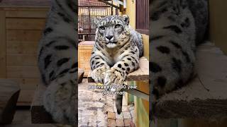 The secret to the old snow leopard’s longevity animals love shorts [upl. by Enimzzaj]